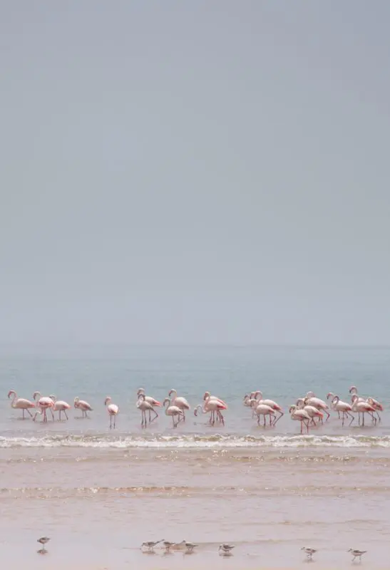 Roze Flamingo's - Namibië