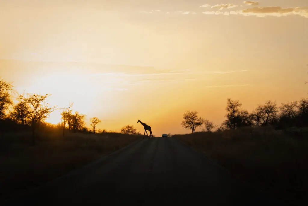 Girafe Namibie