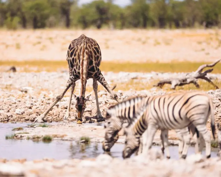 Morning game drive - Etosha - Namibia Nomads - giraffe