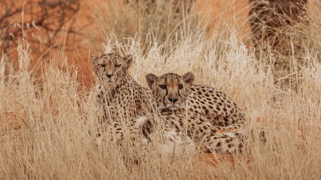 Etosha - Namibia