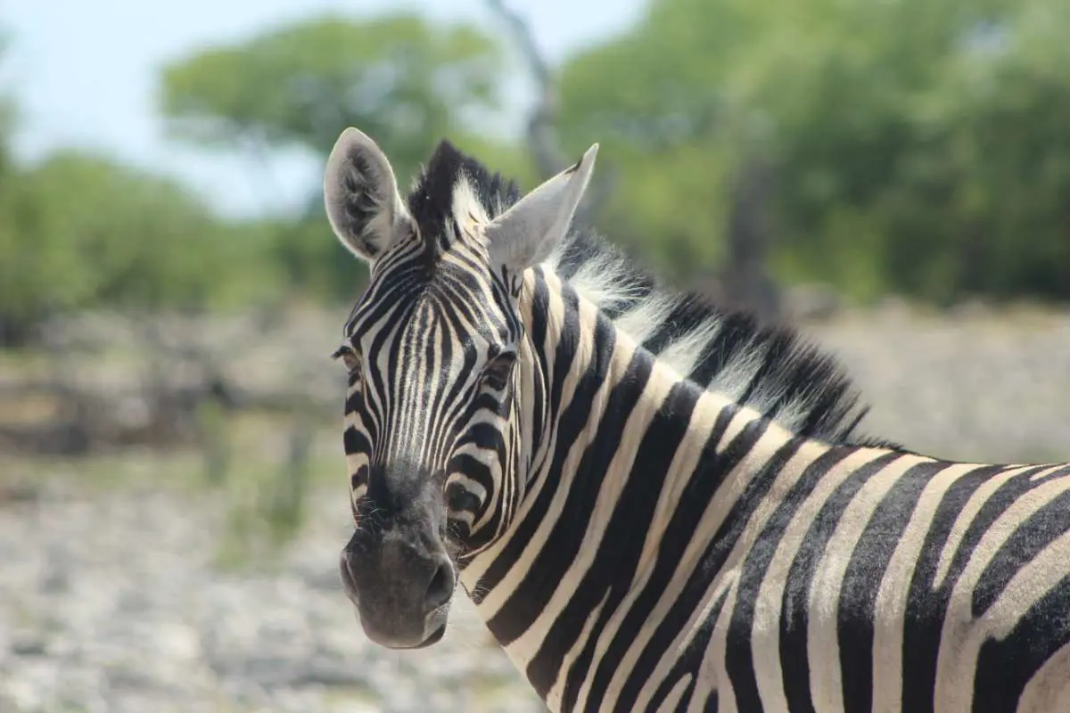 Zèbre, Namibië