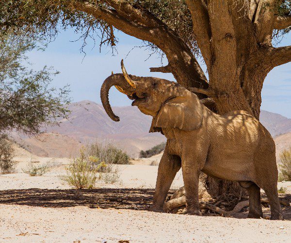 Olifant in Namibië, Éléphant en Namibie