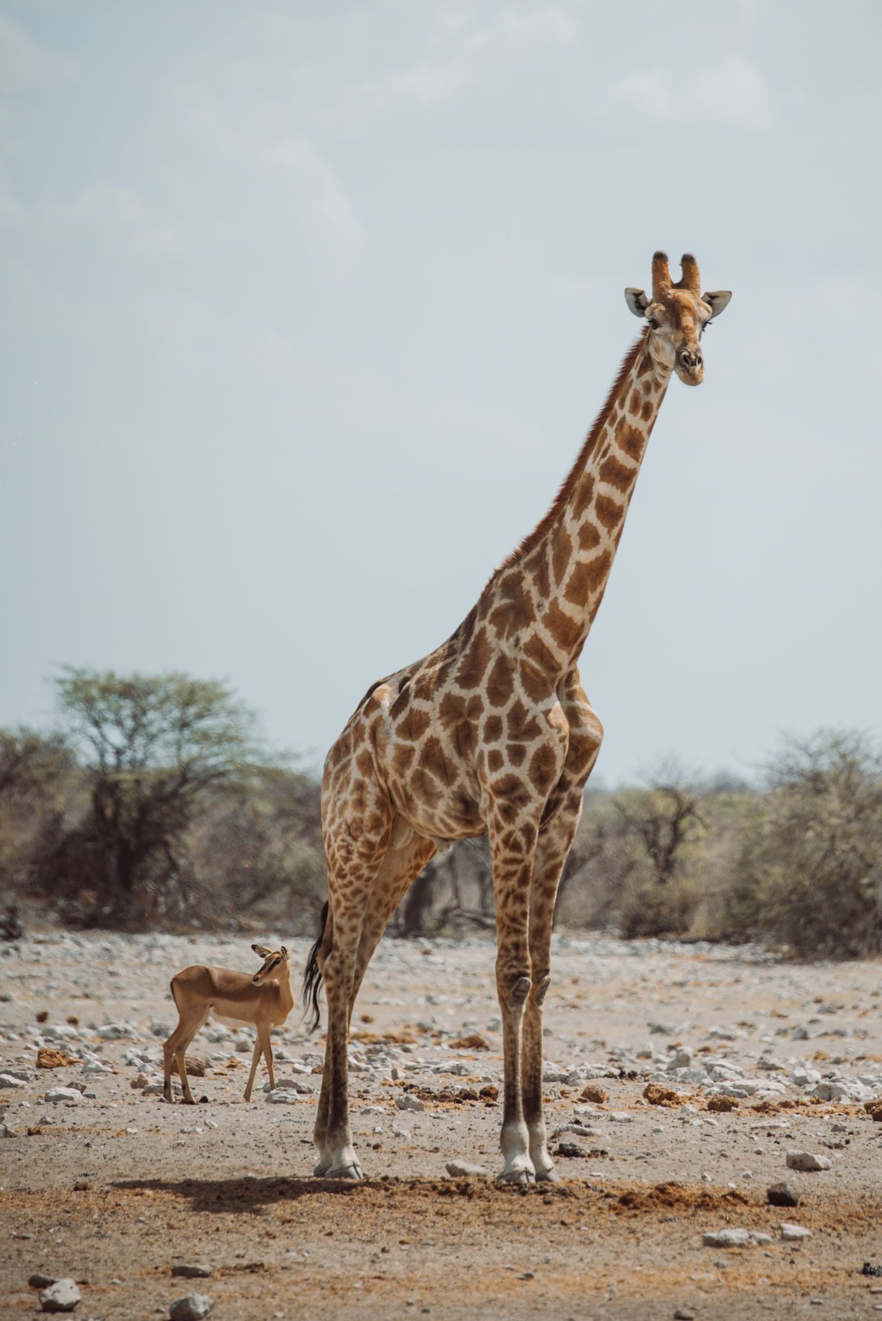 Namibia Giraffe