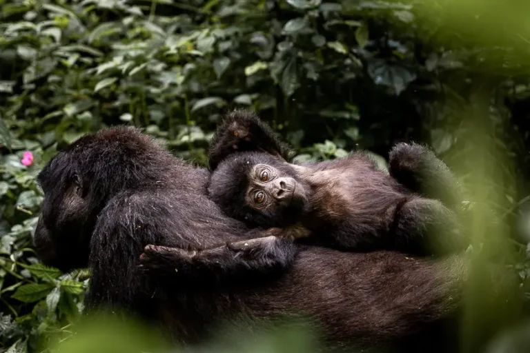Uganda, gorilla