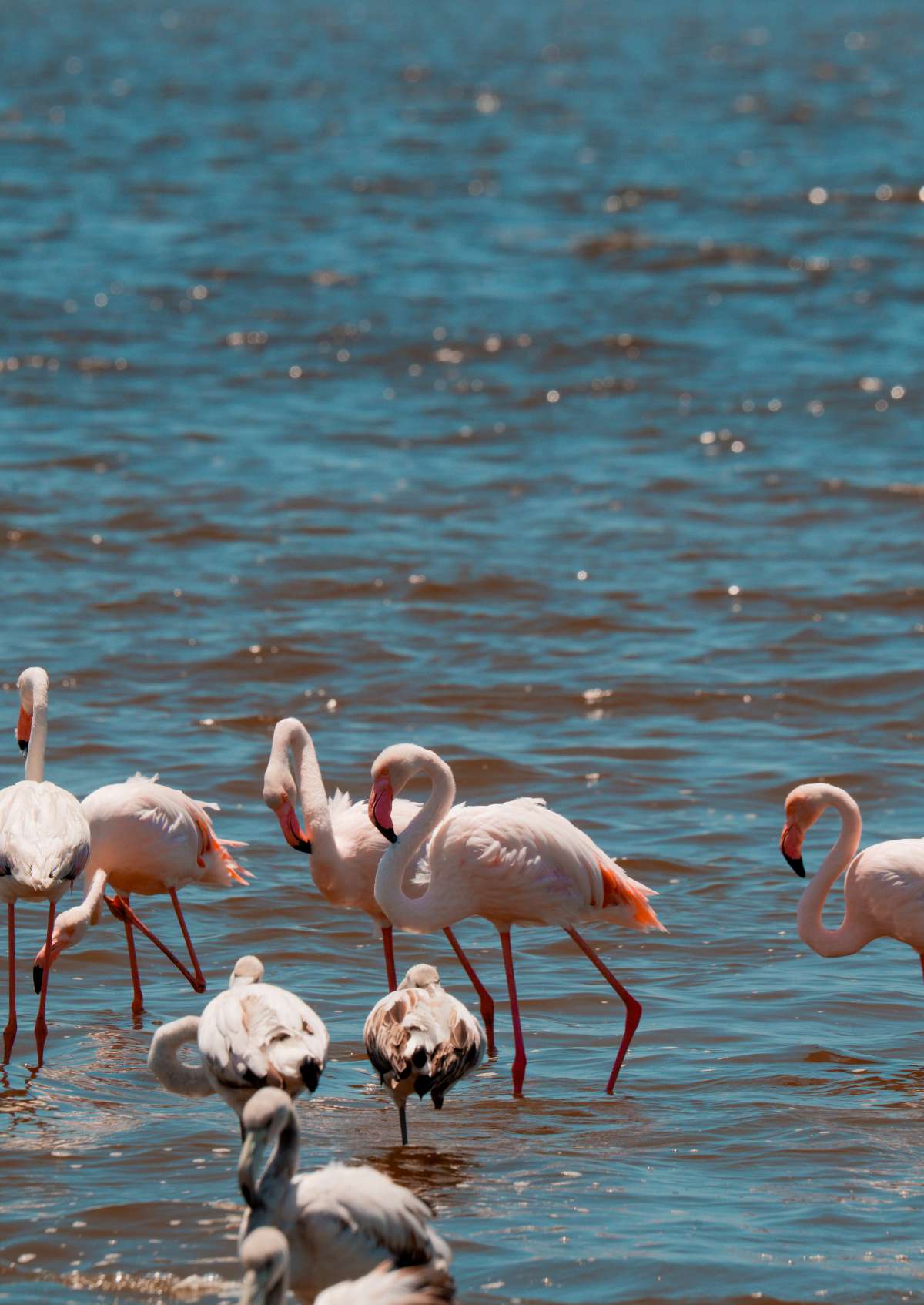 Flamingos, Namibia