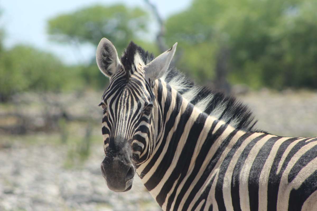 Zebra, Namibia